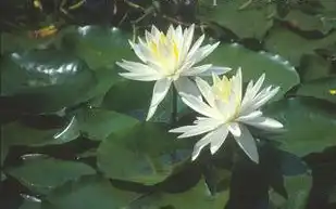 Nymphaea 'Virginia'(Virginia) Nymphaea 'Virginia'(Virginia)