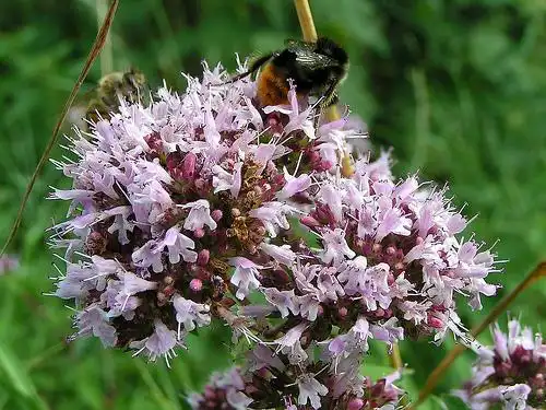 Origanum majorana(Knotted Marjoram, Marjoram, Pot Marjoram, Sweet Marjoram) Origanum majorana flower Origanum majorana(Knotted Marjoram, Marjoram, Pot Marjoram, Sweet Marjoram) Origanum majorana flower