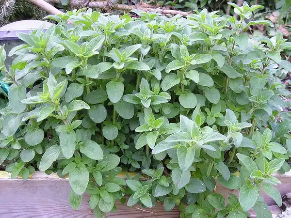 Origanum vulgare(Oregano) Origanum vulgare Origanum vulgare(Oregano) Origanum vulgare