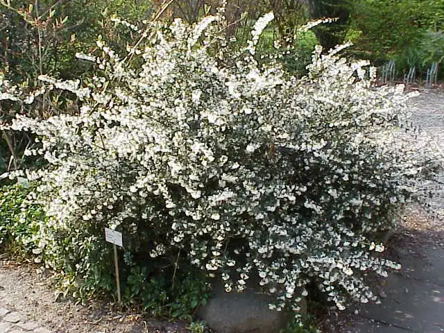 Osmanthus delavayi(Delavay Teaolive) Natural Form Osmanthus delavayi(Delavay Teaolive) Natural Form