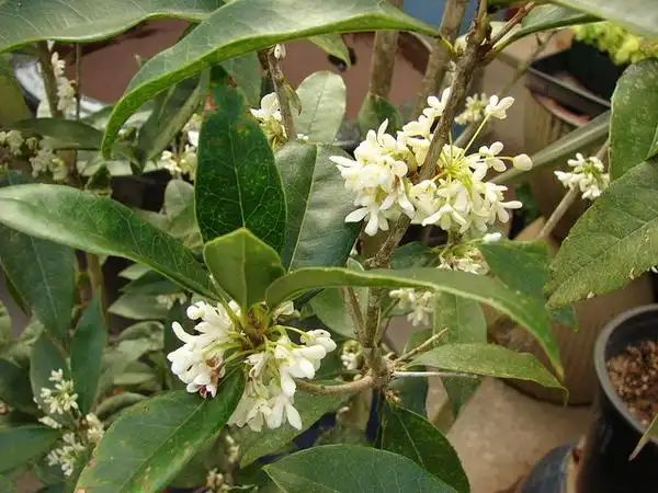 Osmanthus fragrans(Fragrant Tea Olive, Sweet Osmanthus, Tea Olive) Osmanthus fragrans leaf and flower detail Osmanthus fragrans(Fragrant Tea Olive, Sweet Osmanthus, Tea Olive) Osmanthus fragrans leaf and flower detail