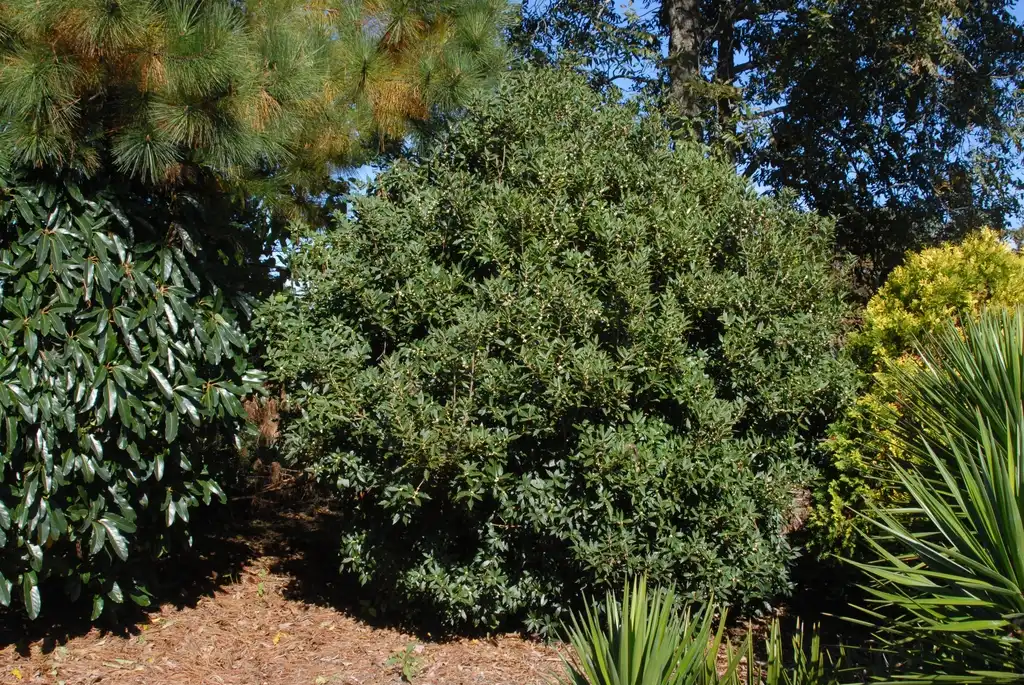 Osmanthus heterophyllus(False Holly, Holly Osmanthus, Holly Tea Olive) Form Osmanthus heterophyllus(False Holly, Holly Osmanthus, Holly Tea Olive) Form