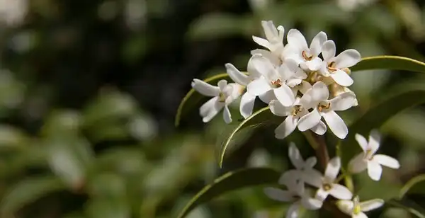 Osmanthus x burkwoodii(Burkwood Osmanthus) Osmanthus x burkwoodii Osmanthus x burkwoodii(Burkwood Osmanthus) Osmanthus x burkwoodii