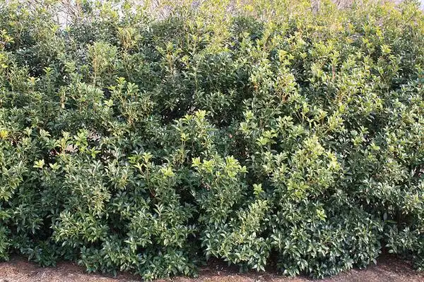 Osmanthus x fortunei(Fortune's Osmanthus, Fortune's Tea Olive) Osmanthus x fortunei 'Fruitlandii' as hedge Osmanthus x fortunei(Fortune's Osmanthus, Fortune's Tea Olive) Osmanthus x fortunei 'Fruitlandii' as hedge