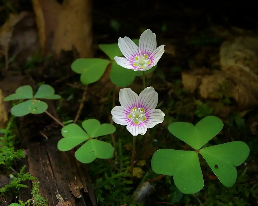 Oxalis montana(American Wood-sorrel, Common Wood Sorrel, Mountain Woodsorrel, Northern Woodsorrel, Sourgrass, Sours, White Woodsorrel, White Wood-sorrel, Wood Shamrock, Wood-shamrock) Flower Oxalis montana(American Wood-sorrel, Common Wood Sorrel, Mountain Woodsorrel, Northern Woodsorrel, Sourgrass, Sours, White Woodsorrel, White Wood-sorrel, Wood Shamrock, Wood-shamrock) Flower
