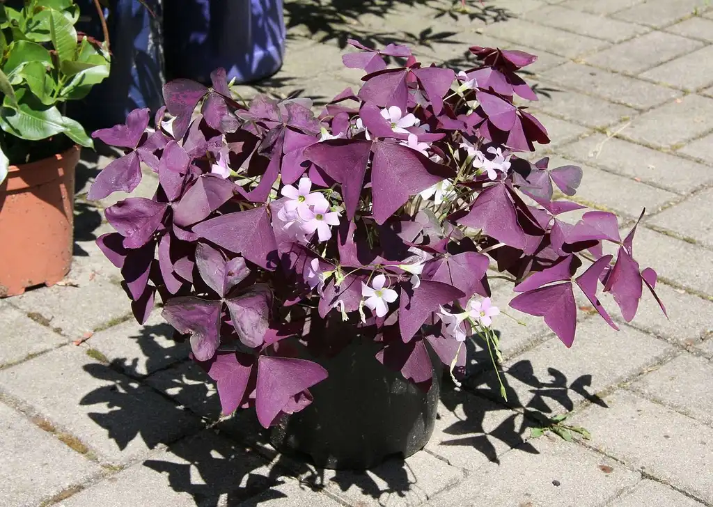 Oxalis triangularis(False Shamrock, Love Plant, Purple Shamrock, Purple Wood Sorrel) Form Oxalis triangularis(False Shamrock, Love Plant, Purple Shamrock, Purple Wood Sorrel) Form