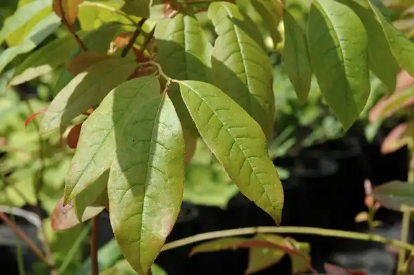 Oxydendrum arboreum(Lily of the Valley Tree, Sorrel Tree, Sourwood) Oxydendrum arboreum(Lily of the Valley Tree, Sorrel Tree, Sourwood)