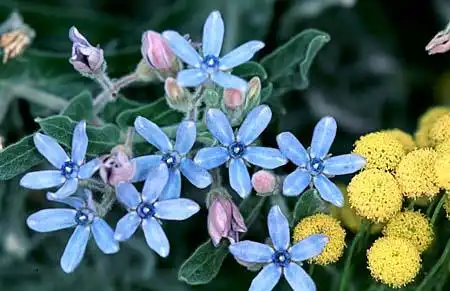 Oxypetalum coeruleum(Tweedia) Oxypetalum coeruleum(Tweedia)