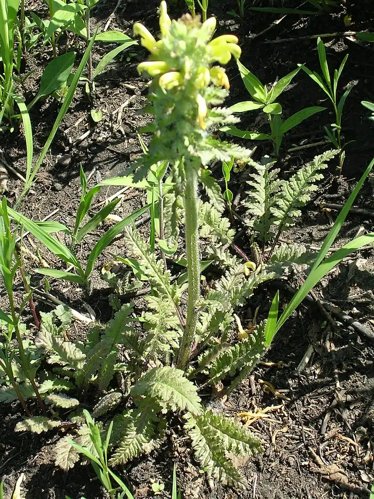 Pedicularis canadensis(Canadian Lousewort, Lousewort, Wood Betony) Form Pedicularis canadensis(Canadian Lousewort, Lousewort, Wood Betony) Form