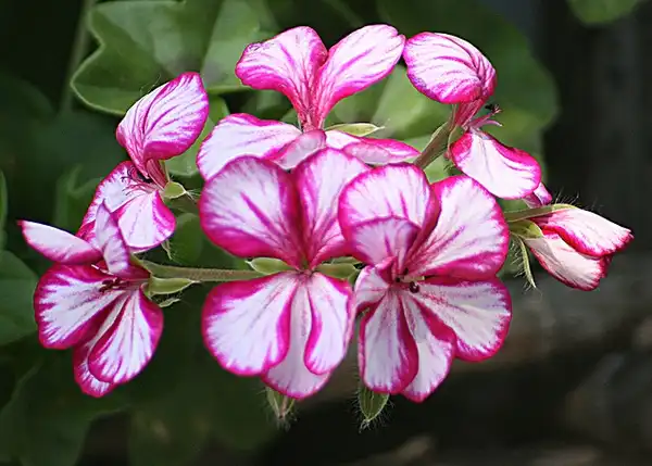Pelargonium peltatum(Ivy Geranium) Pelargonium peltatum Pelargonium peltatum(Ivy Geranium) Pelargonium peltatum