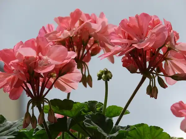 Pelargonium x hybridum(Geranium) Flowers Pelargonium x hybridum(Geranium) Flowers