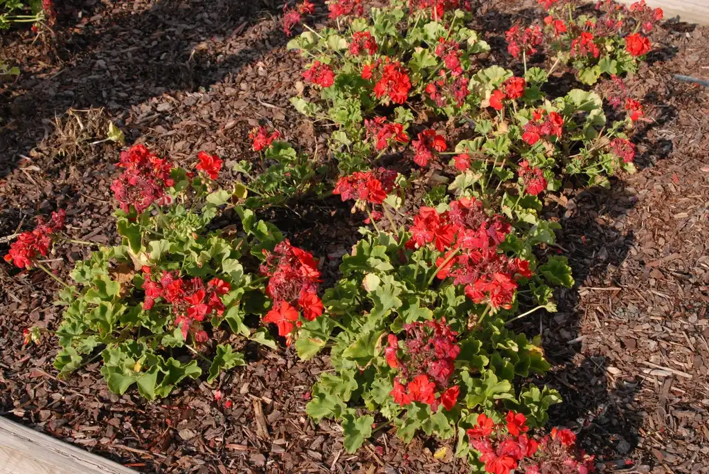 Pelargonium(Geranium, Scented Geranium) 'Amer Cranberry Red' Flower Form Pelargonium(Geranium, Scented Geranium) 'Amer Cranberry Red' Flower Form