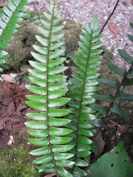 Pellaea falcata(Sickle Fern) Fronds Pellaea falcata(Sickle Fern) Fronds