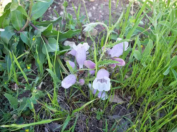 Penstemon cobaea(Cobaea Beardtongue) Penstemon cobaea(Cobaea Beardtongue)