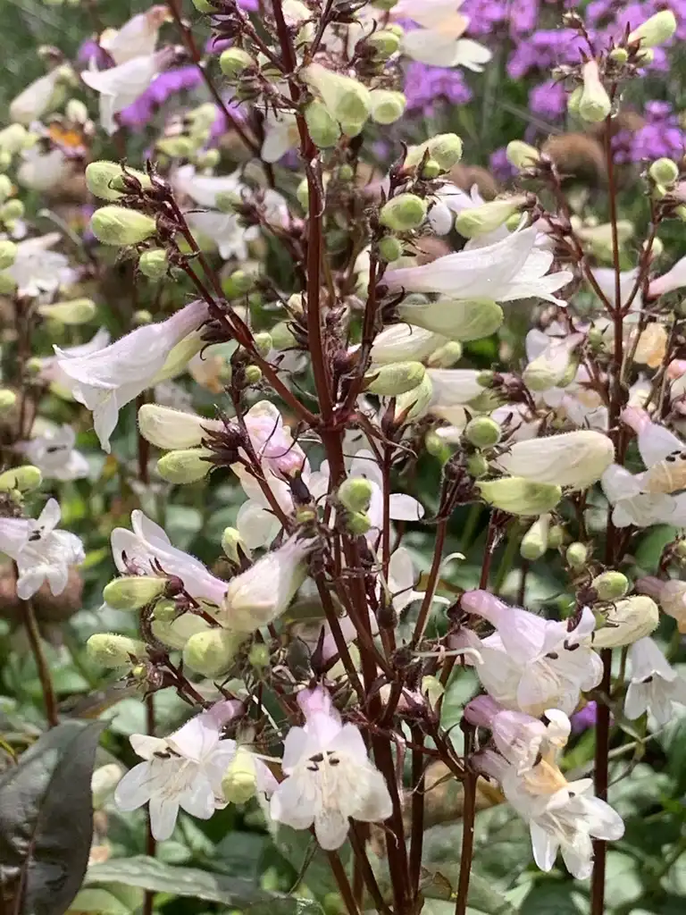 Penstemon digitalis 'Huskers Red'(Beardtongue, 'Hucskers Red' Penstemon, 'Huskers Red' Beardtongue, Penstemon) Flowers Penstemon digitalis 'Huskers Red'(Beardtongue, 'Hucskers Red' Penstemon, 'Huskers Red' Beardtongue, Penstemon) Flowers