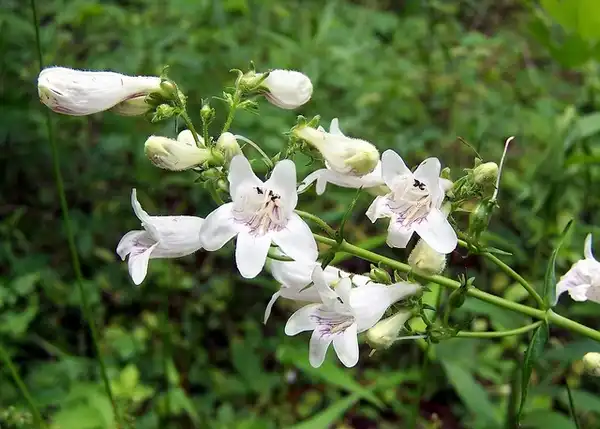 Penstemon digitalis(Foxglove Beardtongue, Tall White Beardtongue, White Beardtongue) Flowers Penstemon digitalis(Foxglove Beardtongue, Tall White Beardtongue, White Beardtongue) Flowers
