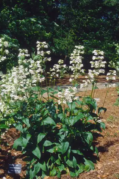 Penstemon laevigatus(Eastern Beardtongue, Eastern Smooth Beardtongue, Smooth Beardtongue) Form Penstemon laevigatus(Eastern Beardtongue, Eastern Smooth Beardtongue, Smooth Beardtongue) Form