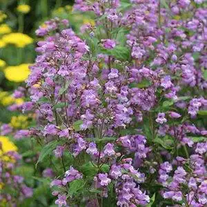 Penstemon smallii(Beard Tongue, Blue Ridge, Small's Beardtongue) Plant in full bloom Penstemon smallii(Beard Tongue, Blue Ridge, Small's Beardtongue) Plant in full bloom