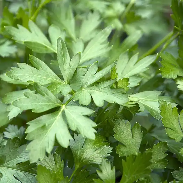 Petroselinum crispum(Hamburg Parsley, Italian Parsley, Parsley, Turnip-rooted Parsley) Petroselinum crispum Petroselinum crispum(Hamburg Parsley, Italian Parsley, Parsley, Turnip-rooted Parsley) Petroselinum crispum
