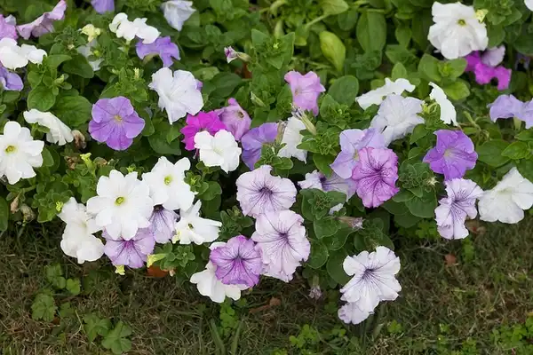 Petunia x hybrida(Garden Petunia, Petunia) Petunia Aladdin Nautical Hybrid Mix Petunia x hybrida(Garden Petunia, Petunia) Petunia Aladdin Nautical Hybrid Mix