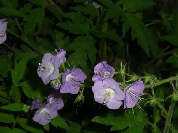 Phacelia bipinnatifida(Fernleaf Phacelia, Loose-flowered Phacelia, Purple Phacelia) Flowers Phacelia bipinnatifida(Fernleaf Phacelia, Loose-flowered Phacelia, Purple Phacelia) Flowers