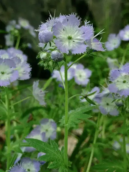 Phacelia purshii(Miami Mist, Scorpionweed) Phacelia purshii(Miami Mist, Scorpionweed)
