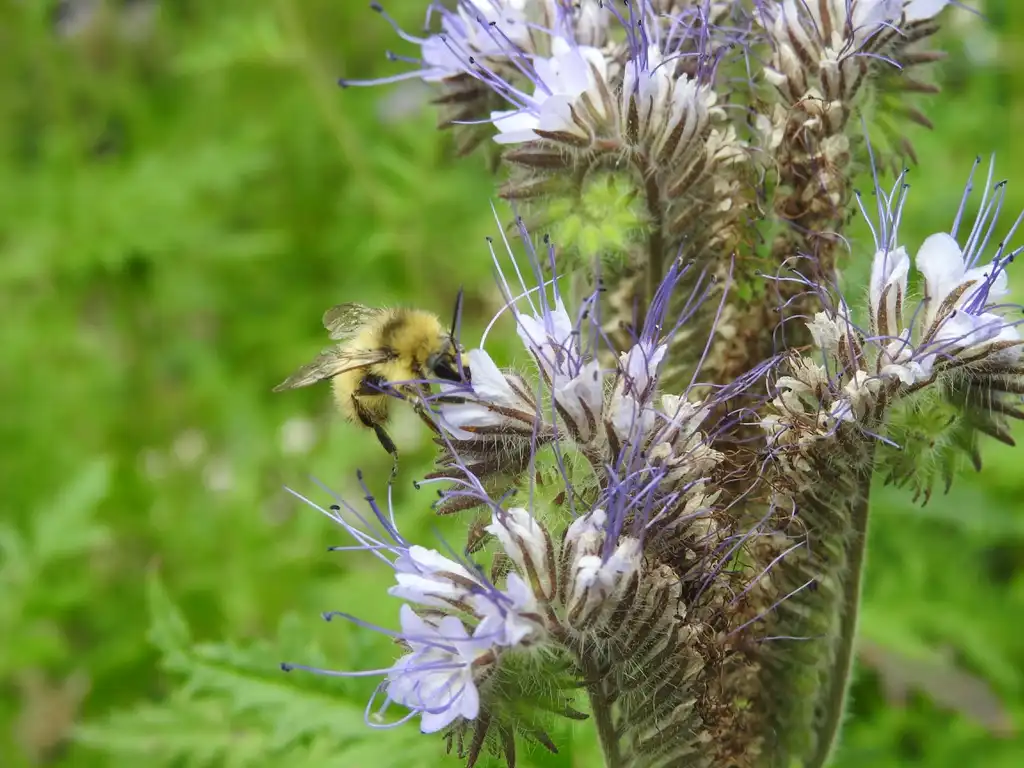 Phacelia tanacetifolia(Bee Phacelia, Blue Tansy, Facelia, Fiddleneck, Lacy Phacelia, Lacy Scorpion-Weed, Tansy Phacelia) Bumble bee sipping nectar from a flower. Phacelia tanacetifolia(Bee Phacelia, Blue Tansy, Facelia, Fiddleneck, Lacy Phacelia, Lacy Scorpion-Weed, Tansy Phacelia) Bumble bee sipping nectar from a flower.