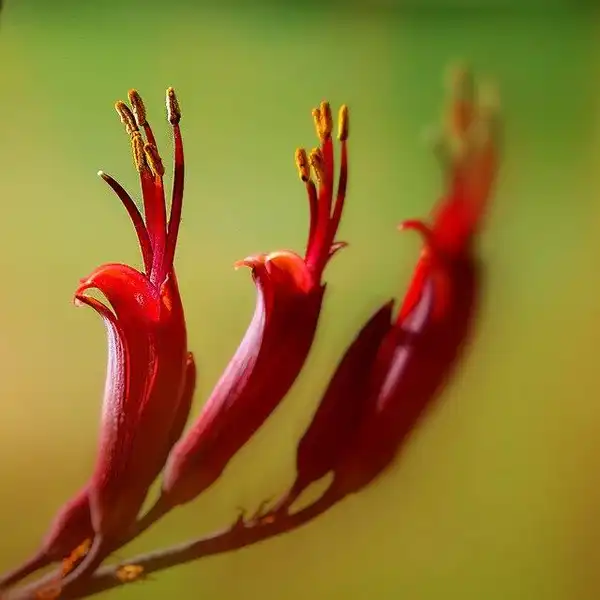 Phormium tenax(New Zealand Flax) Flower detail Phormium tenax(New Zealand Flax) Flower detail
