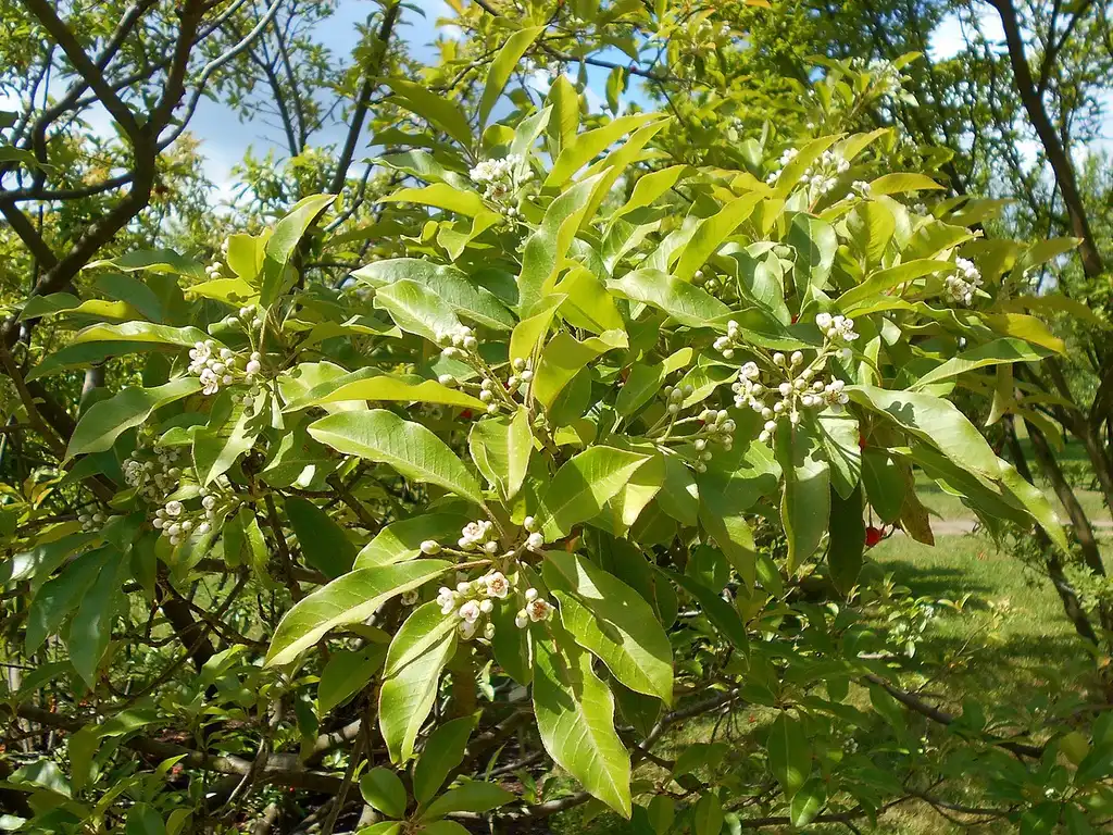 Photinia davidiana(Chinese Photinia) Form in bloom Photinia davidiana(Chinese Photinia) Form in bloom
