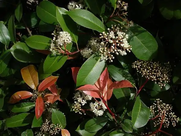 Photinia glabra(Japanese Photinia, Red-leaf Photinia) Photinia glabra Photinia glabra(Japanese Photinia, Red-leaf Photinia) Photinia glabra