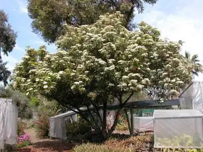 Photinia serrulata(Chinese Photinia, Oriental Photinia) Growth Habit Photinia serrulata(Chinese Photinia, Oriental Photinia) Growth Habit