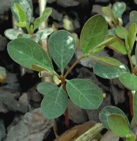 Phyllanthus tenellus(Long-stalked Phyllanthus, Longstalked Phyllanthus) Seedling Phyllanthus tenellus(Long-stalked Phyllanthus, Longstalked Phyllanthus) Seedling