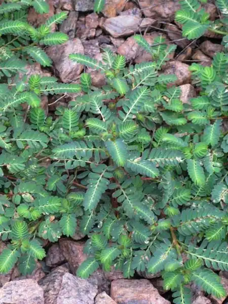 Phyllanthus urinaria(Chamberbitter, Chamber Bitter, Gripeweed, Shatterstone, Stonebreaker) Habit Phyllanthus urinaria(Chamberbitter, Chamber Bitter, Gripeweed, Shatterstone, Stonebreaker) Habit