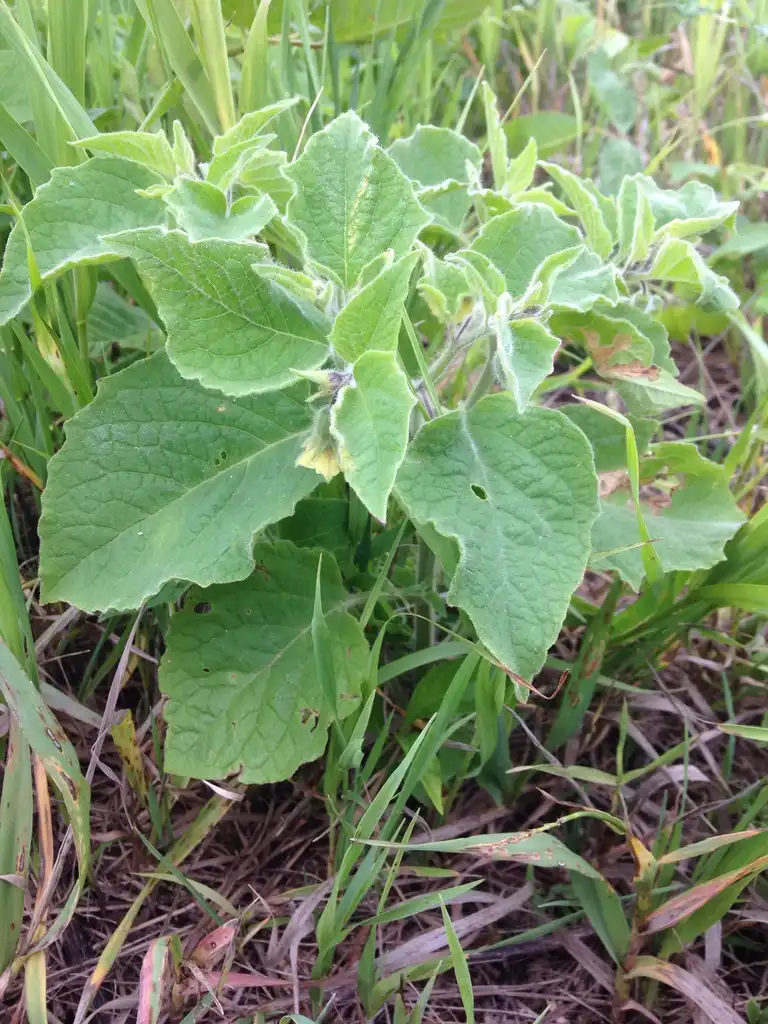 Physalis heterophylla(Clammy Ground Cherry) Form in June in IL Physalis heterophylla(Clammy Ground Cherry) Form in June in IL