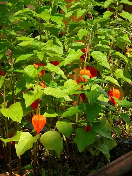 Physalis(Chinese Lantern, Ground Cherry, Jerusalem Cherry, Strawberry Tomato) Physalis(Chinese Lantern, Ground Cherry, Jerusalem Cherry, Strawberry Tomato)