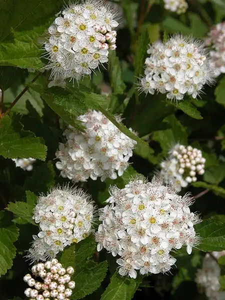 Physocarpus opulifolius(Atlantic Ninebark, Common Ninebark, Eastern Ninebark, Ninebark, Nine Bark) Flowers Physocarpus opulifolius(Atlantic Ninebark, Common Ninebark, Eastern Ninebark, Ninebark, Nine Bark) Flowers