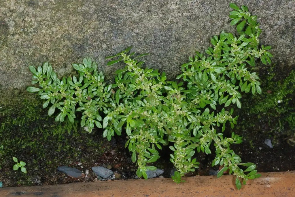 Pilea microphylla(Artillery Plant, Pilea Mucosa) (Midtown, Atlanta, GA)-Early Summer