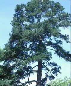 Pinus glabra(Cedar Pine, Spruce Pine, Walter's Pine) Pinus glabra(Cedar Pine, Spruce Pine, Walter's Pine)