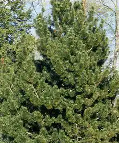 Pinus heldreichii(Bosnian Pine, Heldreich's Pine) Pinus heldreichii(Bosnian Pine, Heldreich's Pine)