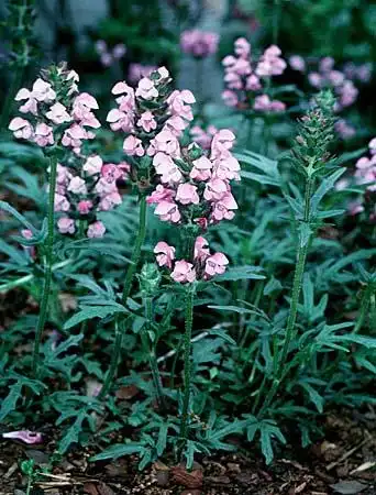 Prunella webbiana(Self-heal) 