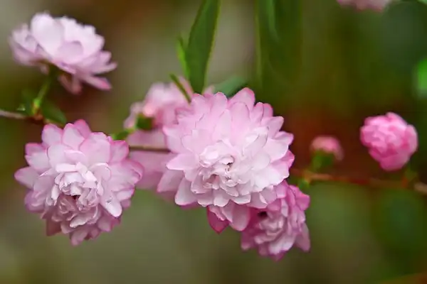Prunus glandulosa(Flowering Almond) Flower Prunus glandulosa(Flowering Almond) Flower