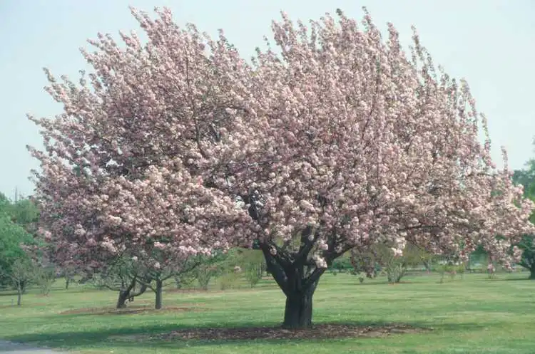 Prunus 'Kanzan'(Japanese Flowering Cherry, Kwanzan Cherry) Form in bloom Prunus 'Kanzan'(Japanese Flowering Cherry, Kwanzan Cherry) Form in bloom