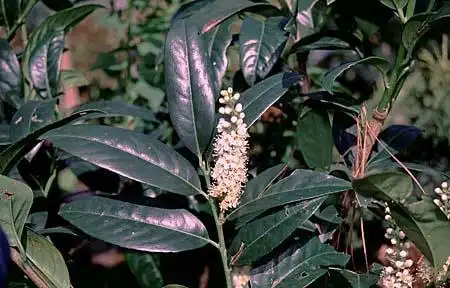 Prunus laurocerasus(Cherry Laurel, English Laurel) Flowers Prunus laurocerasus(Cherry Laurel, English Laurel) Flowers