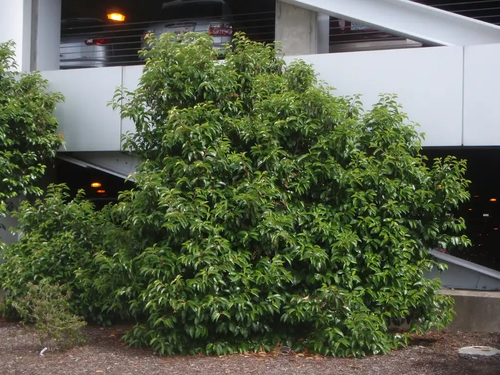 Prunus lusitanica(Portugal Laurel, Portuguese Cherrylaurel) Form Prunus lusitanica(Portugal Laurel, Portuguese Cherrylaurel) Form
