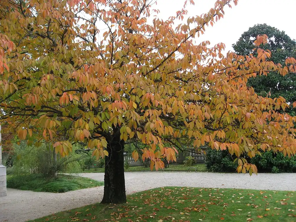 Prunus serrulata 'Ukon'(Japanese Flowering Cherry, Ukon Cherry) Form in fall Prunus serrulata 'Ukon'(Japanese Flowering Cherry, Ukon Cherry) Form in fall