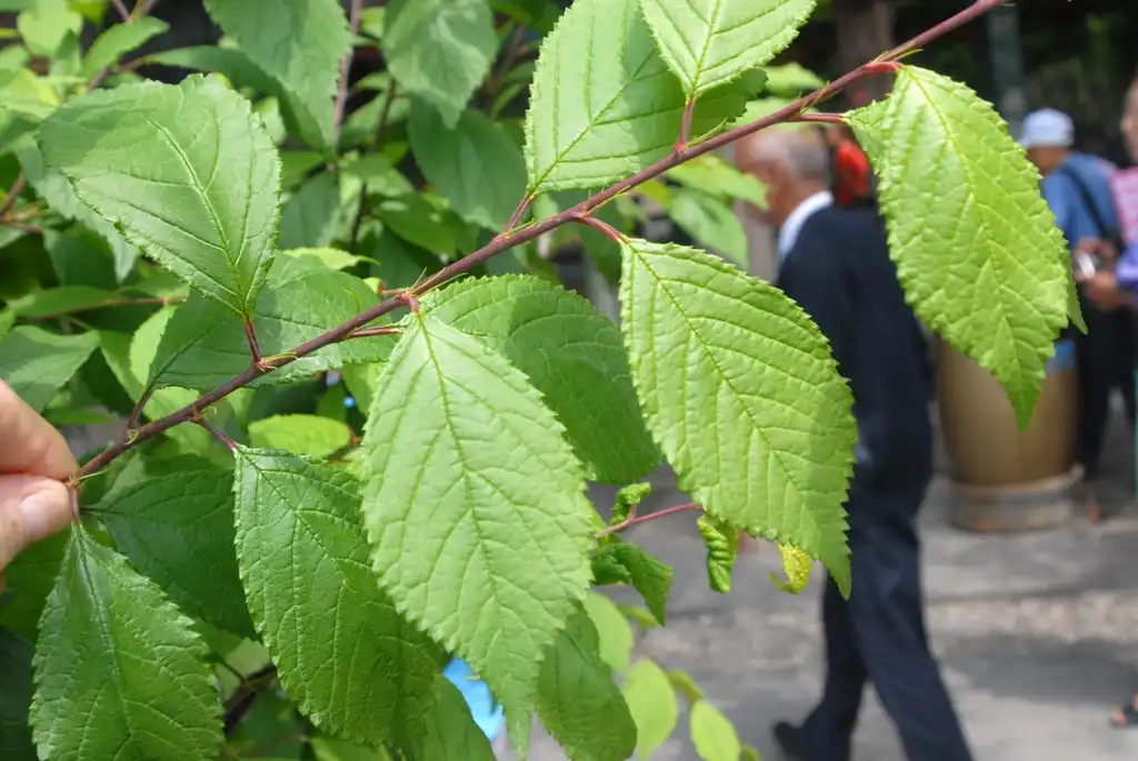 Prunus tomentosa() Leaves Prunus tomentosa() Leaves