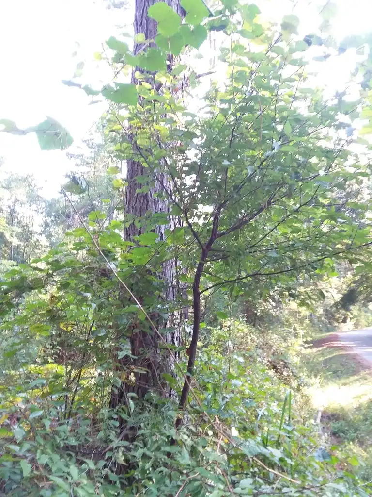 Prunus umbellata(Black Sloe, Flatwoods Plum, Hog Plum, Sloe Plum) Form Prunus umbellata(Black Sloe, Flatwoods Plum, Hog Plum, Sloe Plum) Form