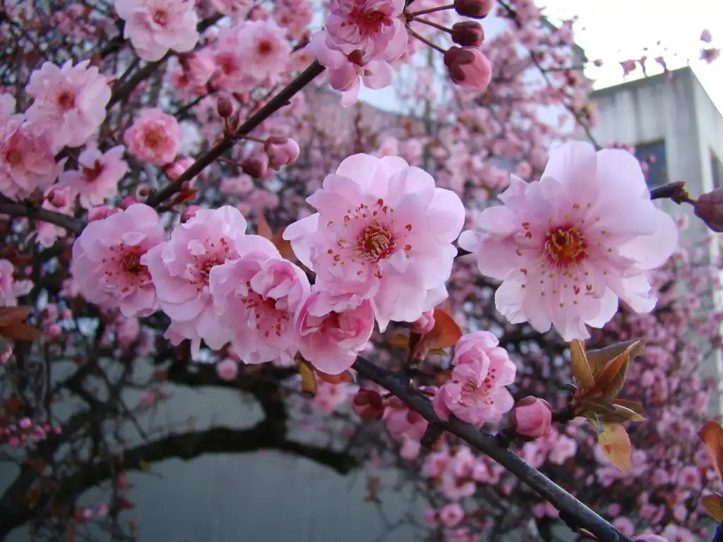 Prunus x blireiana(Blireiana Plum, Double-flowering Plum, Purple-leafed Plum) Close up of flower Prunus x blireiana(Blireiana Plum, Double-flowering Plum, Purple-leafed Plum) Close up of flower