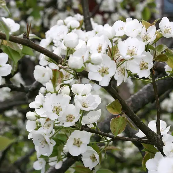 Pyrus communis 'Kieffer'(Kieffer Pear) Flower Pyrus communis 'Kieffer'(Kieffer Pear) Flower