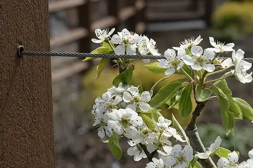 Pyrus communis 'Moonglow'(Moonglow Pear) Flower Pyrus communis 'Moonglow'(Moonglow Pear) Flower